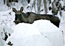 Elg_i_Nordmarka__12_371656h.jpg