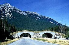 elgovergang bru m.to løp.jpg