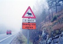 Elgskilt unusually high moose danger.jpg