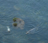 Seals01.jpg