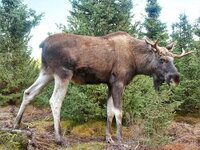 Elg i skogen, flerfarget og fin.jpg