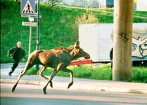 Elg løper i byen, mann løper etter.jpg