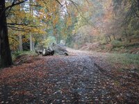 Woodland beauty.jpg