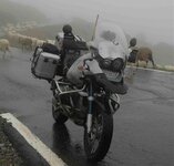pyrenees.jpg
