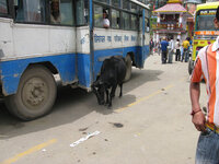 pic007.jpg