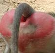 baboon.jpg
