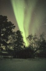 nordlys trær.jpg