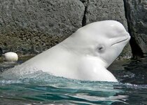 800px-Delphinapterus_leucas_head_3[1].jpg