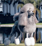 Poodle-Standard.jpg