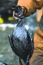 oilsoakedbird.jpg