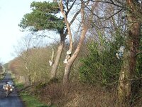 Ballintoy 25.1.08 047.jpg