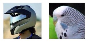 bird.jpg