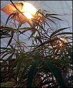 marijuana.jpg