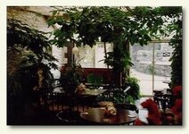 figtree2.jpg