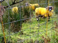 Yellow Sheep.JPG