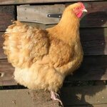 chicken.jpg