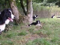 dogs 1.jpg