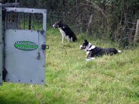 dogs 2.jpg