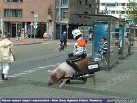 Hog Riding.jpg