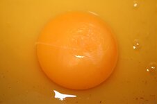 Yolk.jpg