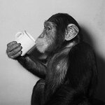 Chimp.jpg