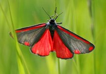 cinnabar-moth_huge.jpg