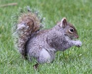 squirrel.jpg