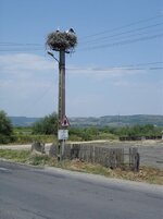 Storks Romania.jpg