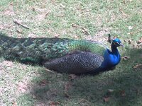 peacock.jpg