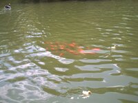 ducks.jpg
