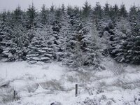 more trees.jpg