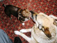 Dogs Bar.jpg