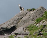Mountain Goat.jpg