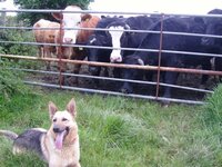 bullocks 1.jpg