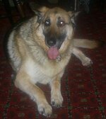 llangollen dog1.JPG