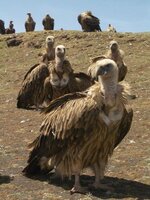 30587-Vultures-waiting-0%5B1%5D.jpg