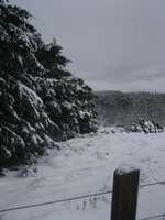 snow 5.jpg