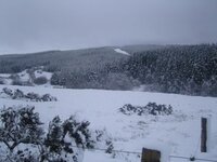 snow tree 2.jpg
