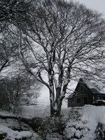 snow tree.jpg