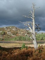 roythiemurchus oct 09 057.jpg