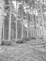 roythiemurchus oct 09 038.jpg