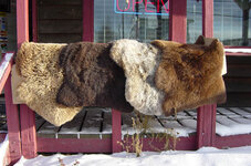 sheep%20on%20the%20porch.jpg
