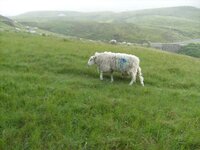 sheep.jpg