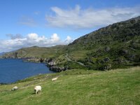 beara1.jpg