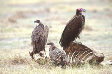 vultures on carcass 600.jpg