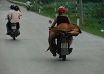 Hest bundet på liten motorsykkel.jpg