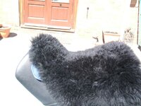 Shytehawk 003.jpg