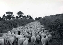 sperrin sheep.jpg