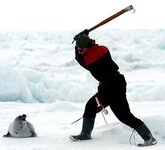 seal-hunt-puts-canada-on-the-dock2.jpg
