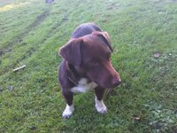 dog posted.jpg